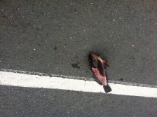 Somebody had a good breakfast...