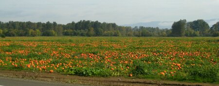 IMG_20131009_202952.JPG image